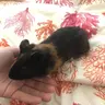 Lulutheguineapig