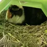 Peanutpiggie