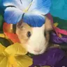 Fluffy Piggy Owner