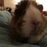 Spudthing