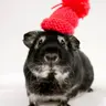 Anna+Piggies