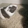 Coco plus