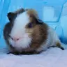 Kevinthepiggy