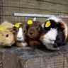TheCrazyPiggies19