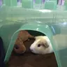 benjerry_gp