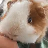 winniepig