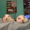 emmamangopepper