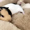 BobaTheGuineaPiglet