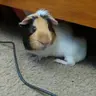 GuineaPlanets