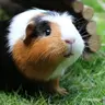 I have two gpigs