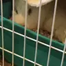 Guinepigmom