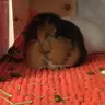 Piggylover08