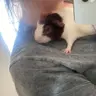 RaineTheLlama