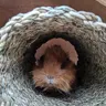 MyLilPigs