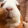 sparkythepiggie