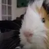 chewy