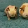 lunapigcavies