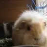 Disco-piggy12