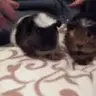 Guineapigfriendly
