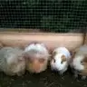 carolinelovesguineas