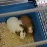 Lucy & Poppy