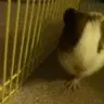 nutmegsmommy
