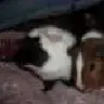 1xcavymom