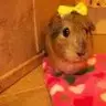 Sophieismyguineapig