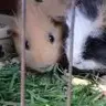 iluvguineapigs4