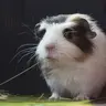 SallyC