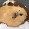 Flibbertygibbert