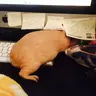 Big Guinea T