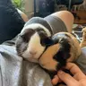 Gymypig