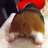 Foxo