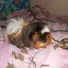 Cathy the Critter Lady
