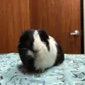 cloudyrodent