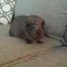 TheguineaPiggyGal