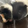 Oreo and vanilla