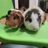 Nibbles&Munchkin