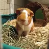 ChibbiChan