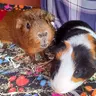 Guinea pig love123