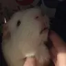 Piggiewiggles123