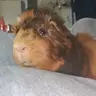 PiggyFive