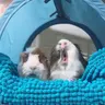 Sixfluffybums