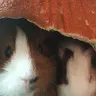 Mintzle