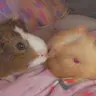 Ellie<3piggies