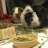 Bugsie