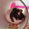 ZoeGregory