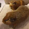 Littlebrownpaws