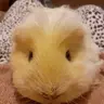Oscarsybil